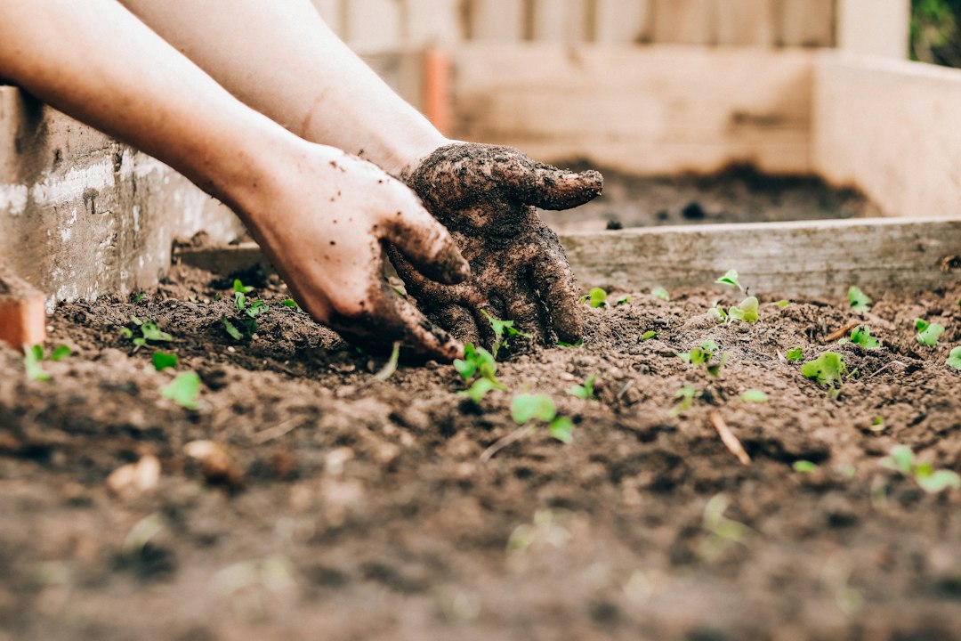 Hands working together with soil and young plants